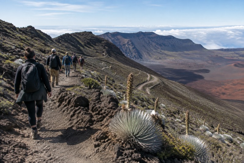 Hikers on a dirt trail amid rocky mountains with silversword-like rosette plants, under a bright sun and blue sky.