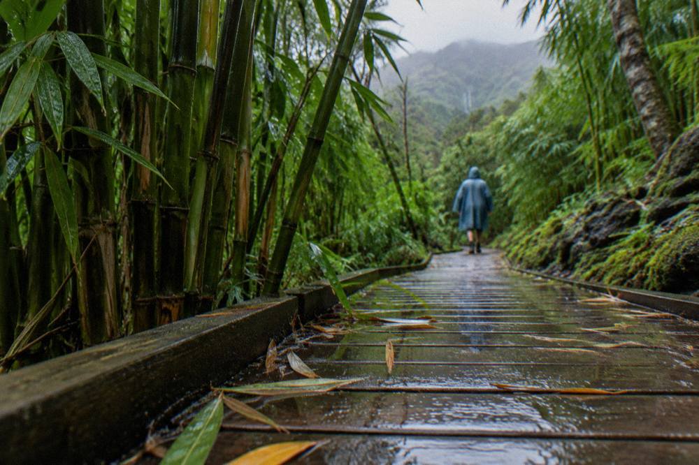Bamboo forest boardwalk on a rainforest trail on east Maui