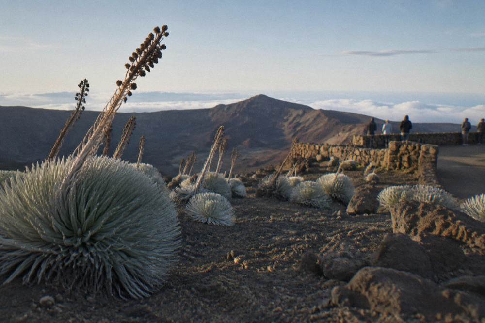 Silvery silversword plants on the crater rim under a wide high-altitude sky