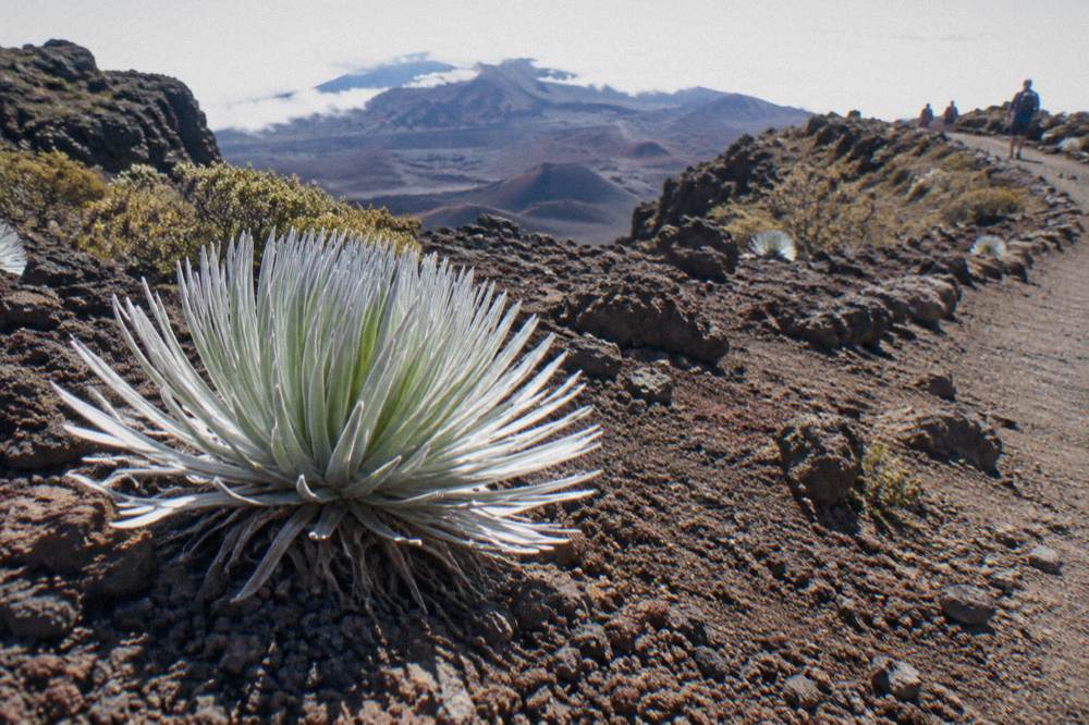 A silversword plant growing beside a cinder trail under a wide sky