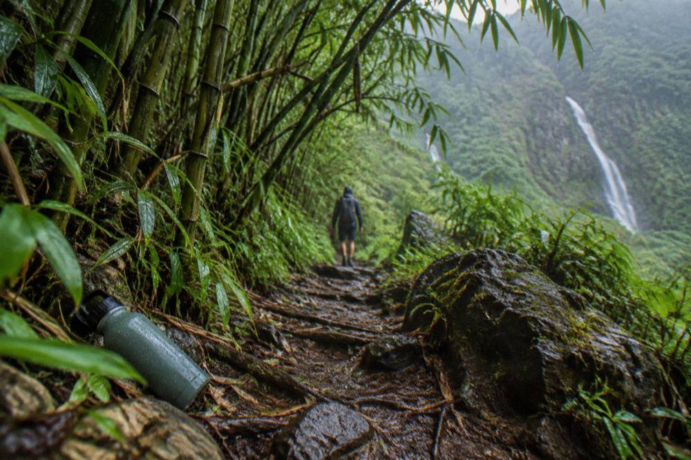 A dense bamboo forest with a narrow dirt trail winding through green stalks