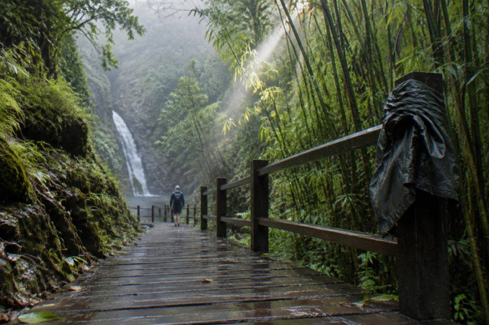 A dense bamboo grove along a rainforest trail with a boardwalk path