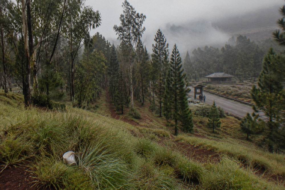 Rolling upcountry farmland on the slopes of the volcano with rows of trees and morning mist